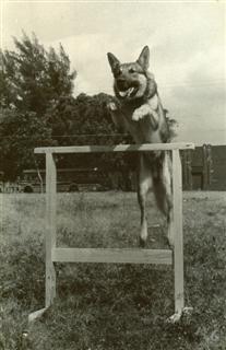 Lobito, primer perro entrenado por el Club Canino. 1496.jpg