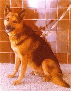 Yanko, recordista nacional de salto largo con 5,66 metros en el 2005. 1503.jpg