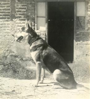 Lassie, perra subcampeona dos veces en salto alto. 1505.jpg